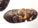 Hypothenemus obscurus 13556