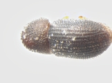 Hypothenemus obscurus 13556