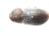 Hypothenemus obscurus 13556