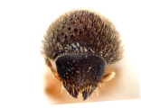 Hypothenemus obscurus 14552