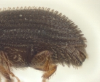 Hypothenemus obscurus 14552
