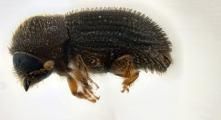 Hypothenemus obscurus 14552