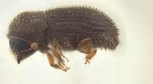 Hypothenemus obscurus 14552