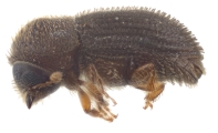 Hypothenemus obscurus 14552