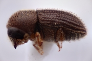 Hypothenemus obscurus 15109