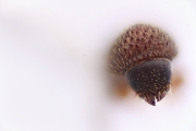 Hypothenemus obscurus 15109