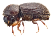 Hypothenemus opacus 12241