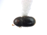 Hypothenemus parvistriatus 12597