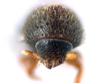 Hypothenemus parvistriatus 12597