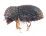 Hypothenemus parvistriatus 12597