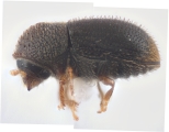 Hypothenemus parvistriatus 12597