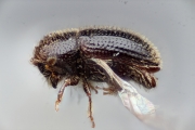 Hypothenemus sp2143_cfparvistriatus 14785