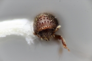 Hypothenemus sp2143_cfparvistriatus 14785