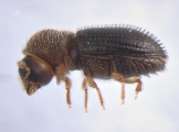 Hypothenemus perhispidus 13668