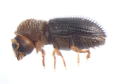 Hypothenemus perhispidus 13668