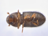 Hypothenemus perhispidus 13668