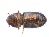 Hypothenemus perhispidus 13668