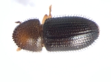 Hypothenemus perhispidus 13668