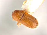 Hypothenemus pubescens 12243
