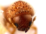 Hypothenemus pubescens 12243
