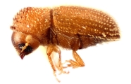 Hypothenemus pubescens 12243