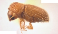 Hypothenemus pubescens 12243