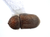 Hypothenemus rotundicollis 12736