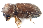 Hypothenemus rotundicollis 12736