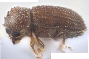 Hypothenemus rotundicollis 12736