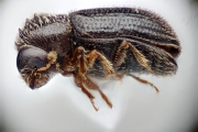 Hypothenemus rotundicollis 14799