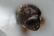 Hypothenemus rotundicollis 14799