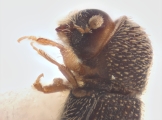 Hypothenemus rugiosipes 12232
