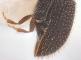 Hypothenemus rugiosipes 12232