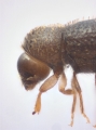 Hypothenemus seriatus 11298