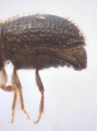 Hypothenemus seriatus 11298