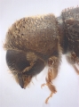 Hypothenemus seriatus 11298