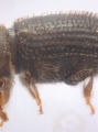 Hypothenemus seriatus 11298