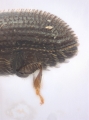Hypothenemus seriatus 11298