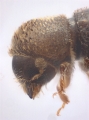 Hypothenemus seriatus 11298