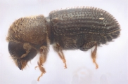 Hypothenemus seriatus 11298