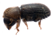 Hypothenemus seriatus 11298