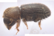 Hypothenemus seriatus 11298