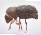 Hypothenemus seriatus 11298