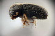 Hypothenemus seriatus 12758