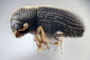 Hypothenemus seriatus 12758