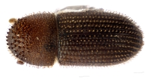 Hypothenemus seriatus 12760