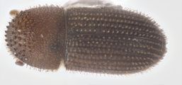 Hypothenemus seriatus 12760