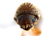 Hypothenemus seriatus 12760