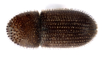 Hypothenemus seriatus 12761