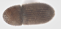 Hypothenemus seriatus 12761